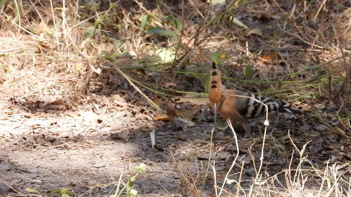 Hoopoe - Senegal 4