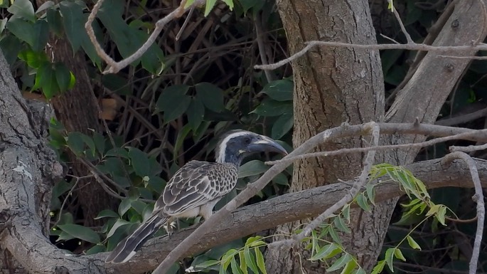 Hornbill, African Grey 1