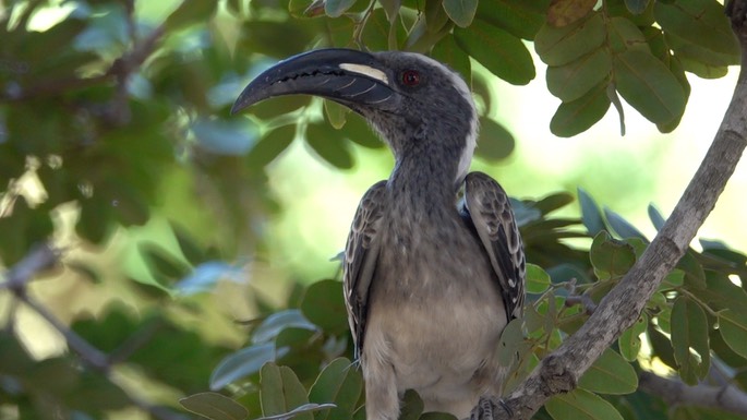 Hornbill, African Grey Senegal 1