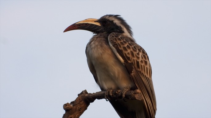 Hornbill, African Grey Senegal 6