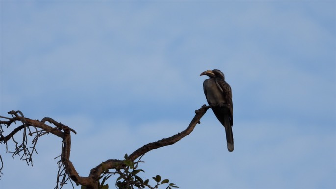 Hornbill, African Grey Senegal 4