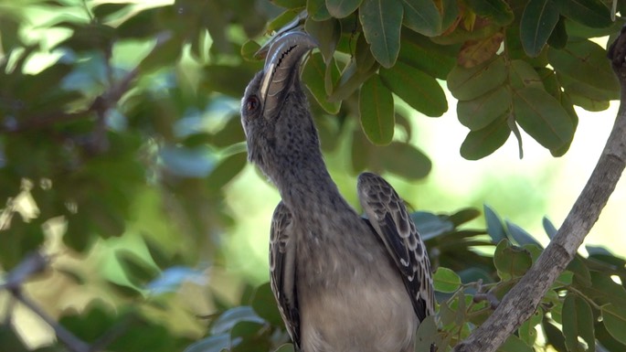 Hornbill, African Grey Senegal 2