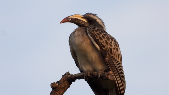 Hornbill, African Grey Senegal 7