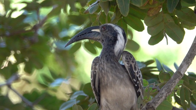 Hornbill, African Grey Senegal 3