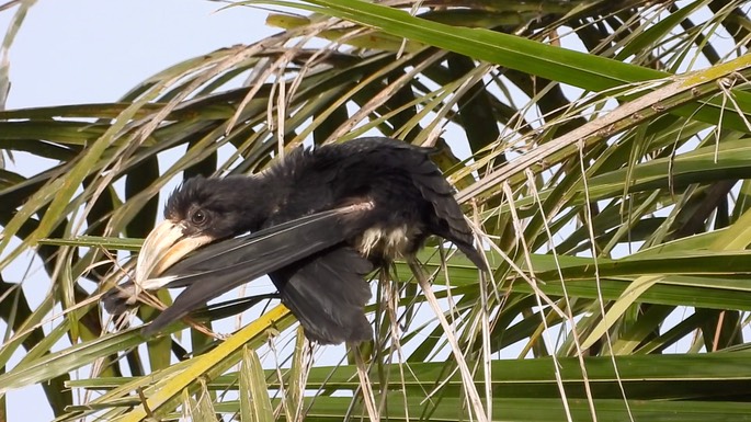 Hornbill, African Pied 1