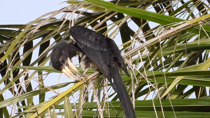 Hornbill, African Pied 2