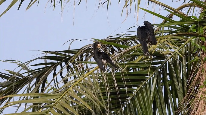 Hornbill, African Pied 3