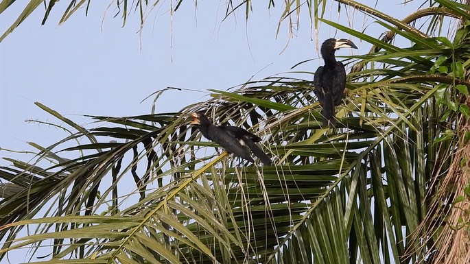 Hornbill, African Pied 4