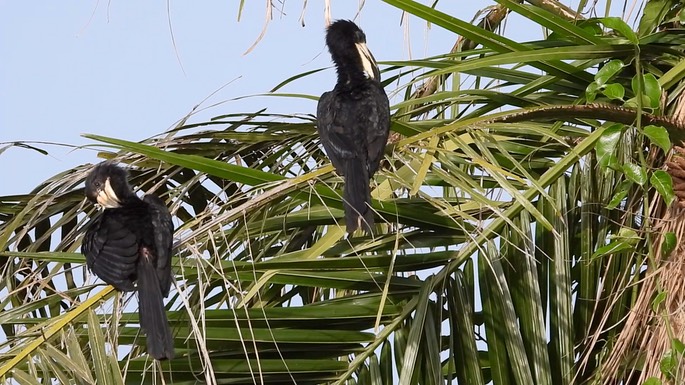 Hornbill, African Pied 5