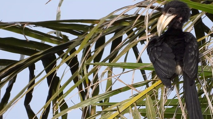 Hornbill, African Pied 6