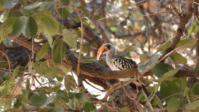 Hornbill, Western Red-billed - Senegal 2