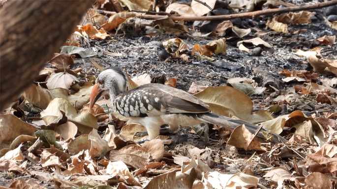 Hornbill, Western Red-billed - Senegal 1