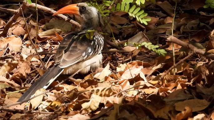 Hornbill, Western Red-billed 3