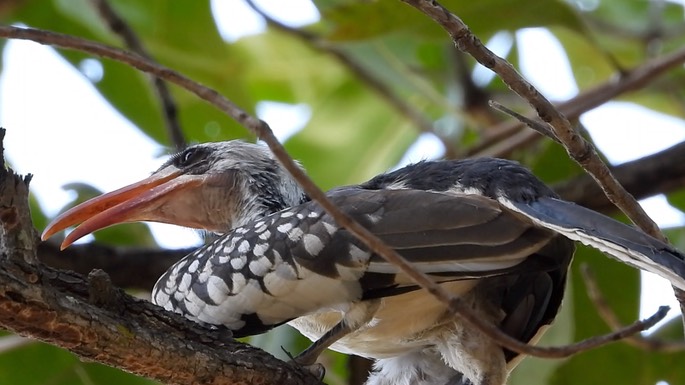 Hornbill, Western Red-billed - Senegal 6