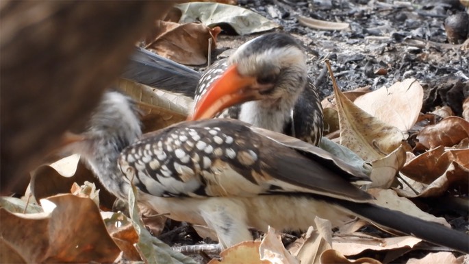 Hornbill, Western Red-billed - Senegal 7