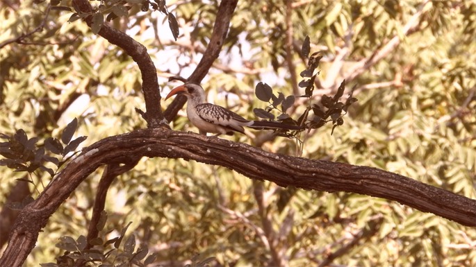 Hornbill, Western Red-billed - Senegal 5