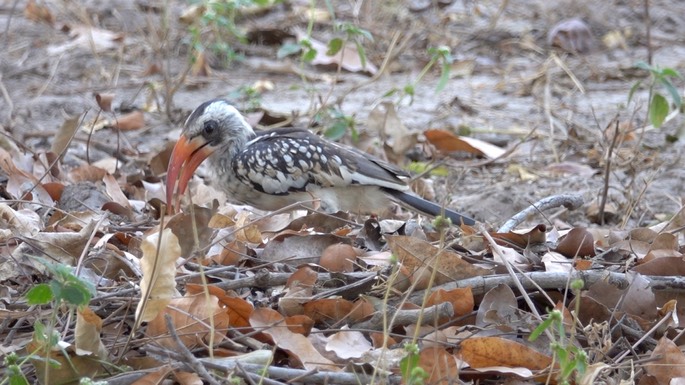 Hornbill, Western Red-billed - Senegal4