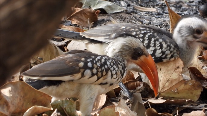 Hornbill, Western Red-billed - Senegal 3