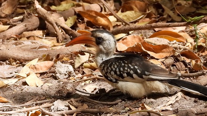 Hornbill, Western Red-billed 1