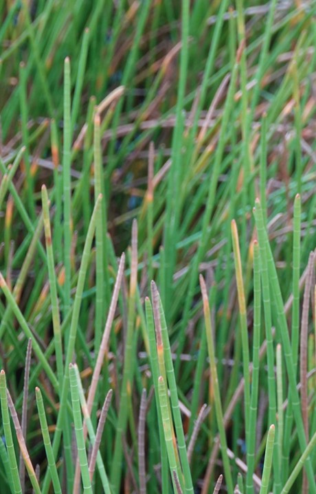 Bittern, Least. Ixobrychus exilis