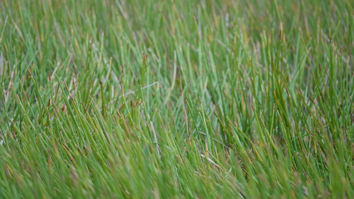 Horsetail reed beds