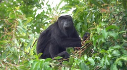 Howler, Guatemalan (Yucatan) Black - Belize 2021 h