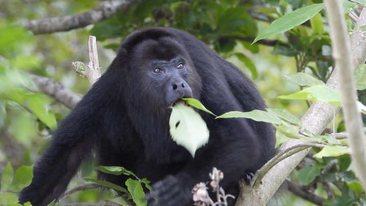 Howler, Guatemalan (Yucatan) Black - Belize 2021 f