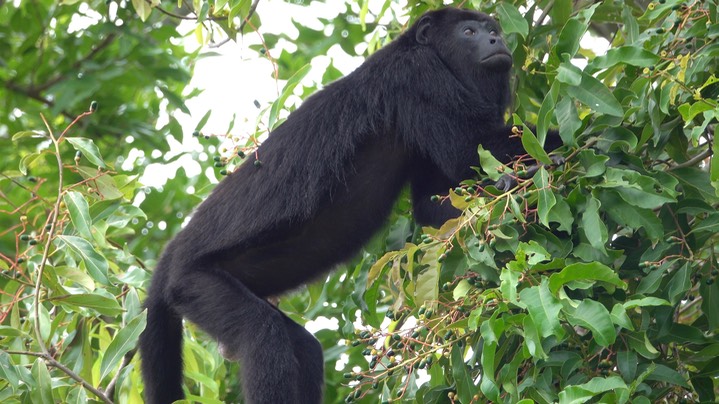 Howler, Guatemalan (Yucatan) Black - Belize 2021 i