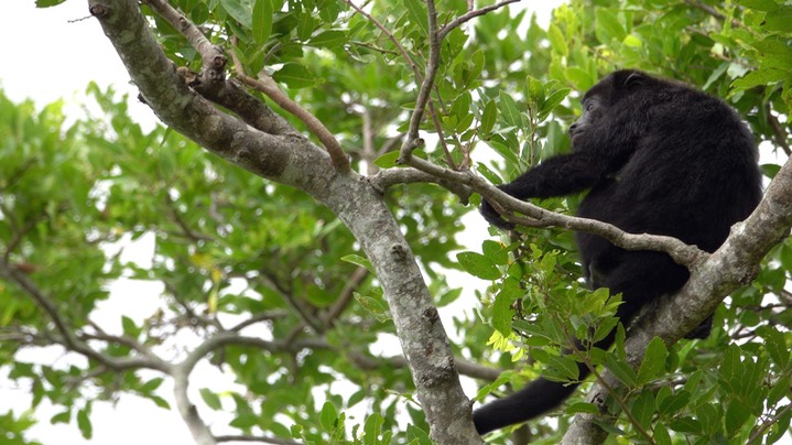 Howler, Guatemalan (Yucatan) Black - Belize 2021 e