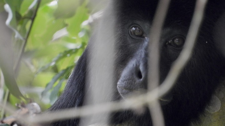 Howler, Guatemalan (Yucatan) Black - Belize 2021 a