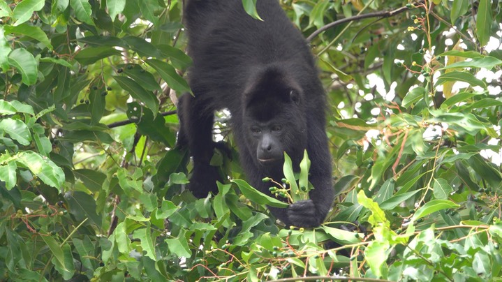 Howler, Guatemalan (Yucatan) Black - Belize 2021 j