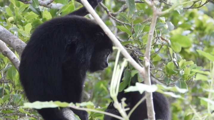 Howler, Guatemalan (Yucatan) Black - Belize 2021 d