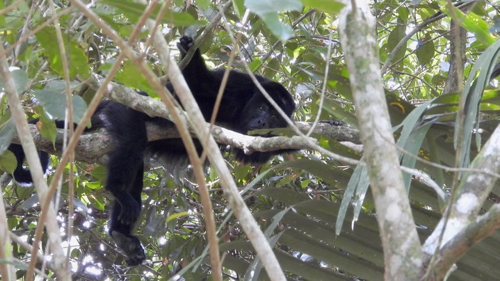 Howler, Guatemalan (Yucatan) Black - Belize 2021c