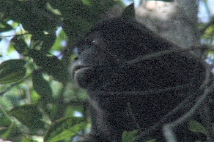 Howler-Monkey, Mantled 2