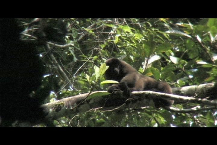 Howler-Monkey, Red 2