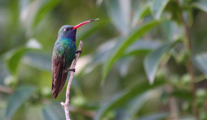 Hummingbird, Broad-billed3