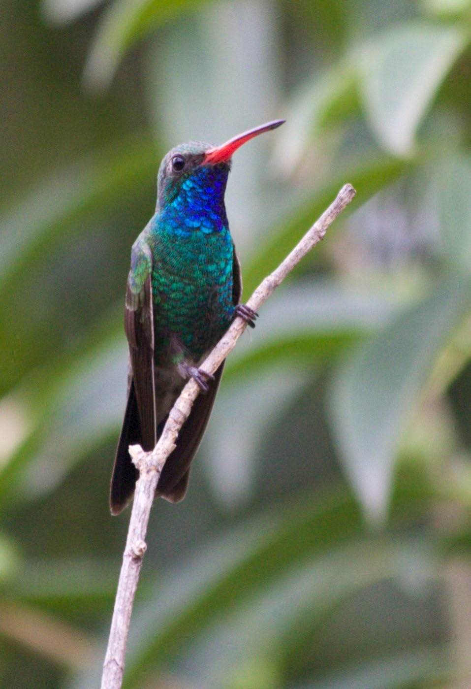 Hummingbird, Broad-billed5