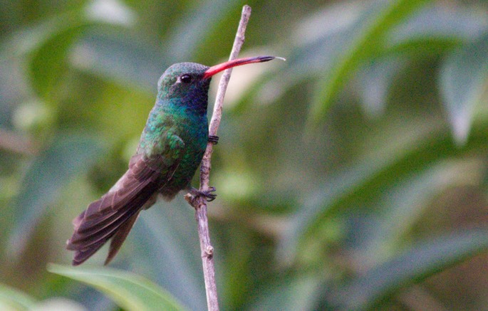 Hummingbird, Broad-billed