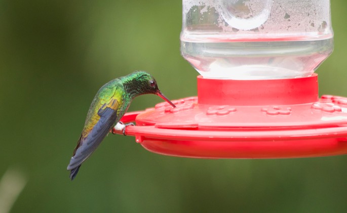 Hummingbird, Copper-rumped 1