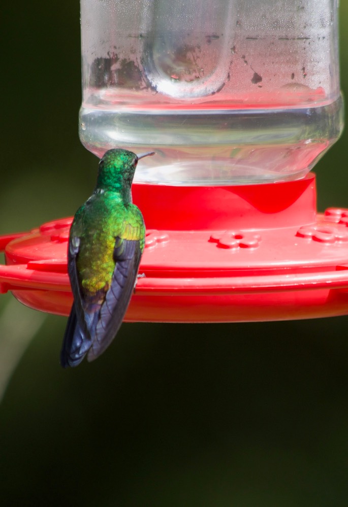 Hummingbird, Copper-rumped3