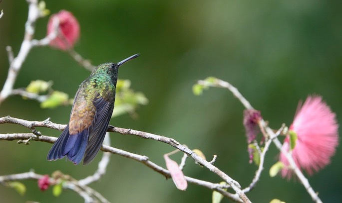 Hummingbird, Copper-rumped 18-2