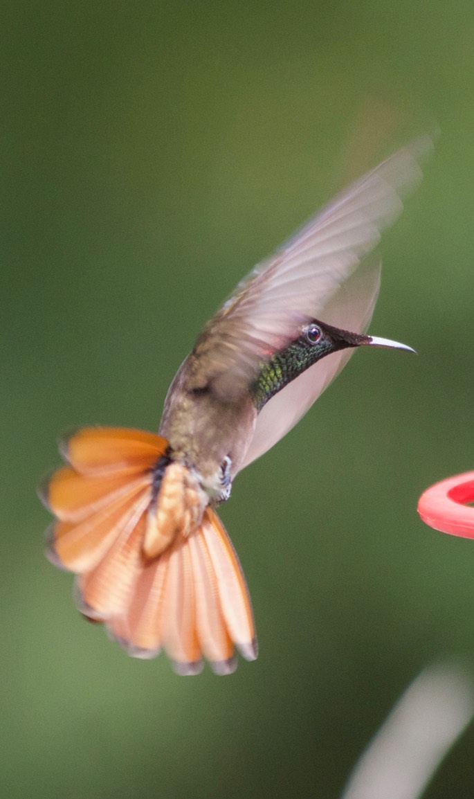 Hummingbird, Ruby-Topaz3