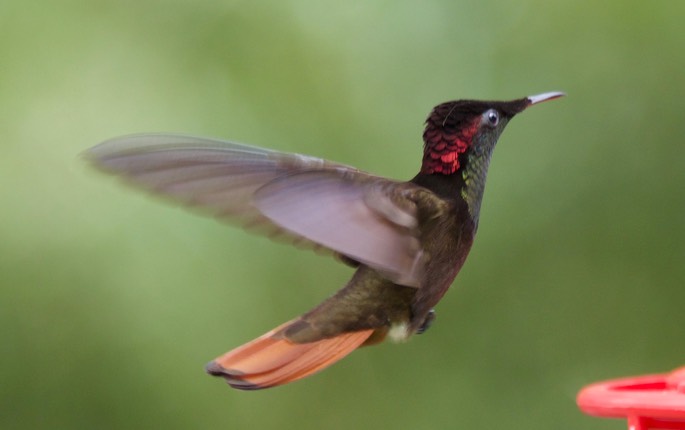 Hummingbird, Ruby-Topaz8