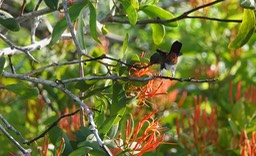 Hummingbird, Rufous-tailed. Amazilia tzacatl