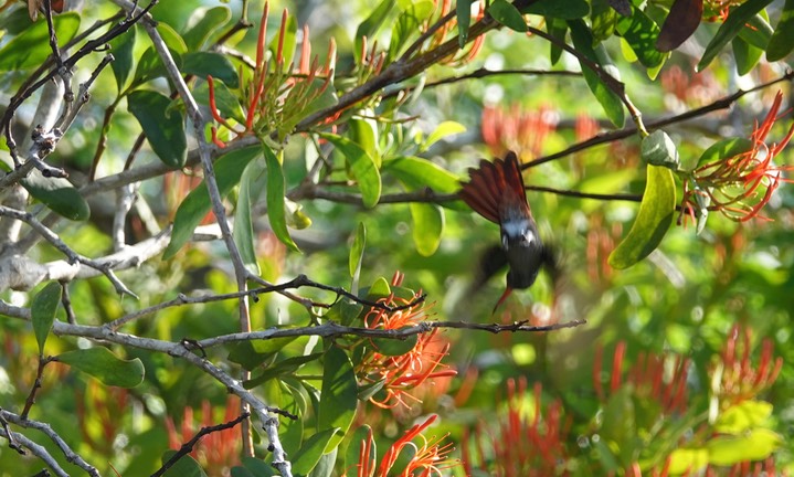 Hummingbird, Rufous-tailed. Amazilia tzacatl2