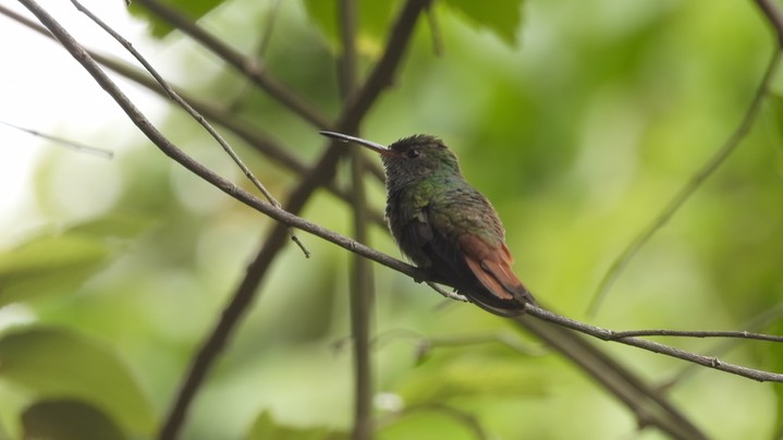 Hummingbird, Rufous-tailed (Belize 2021) a