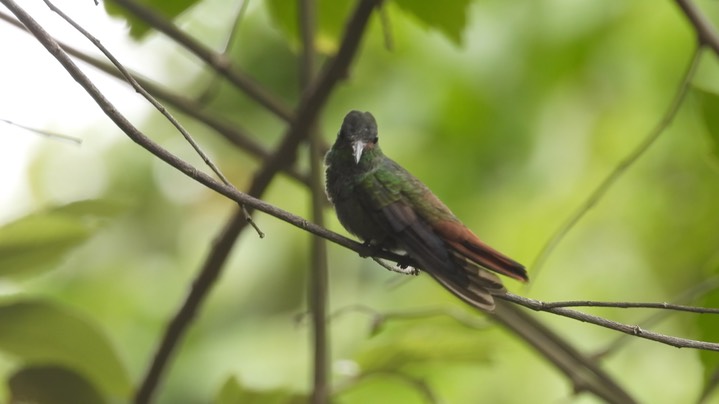 Hummingbird, Rufous-tailed (Belize 2021) b