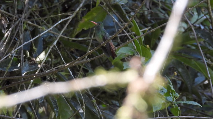 Hummingbird, Rufous-tailed (Cerro Montezuma, Colombia)