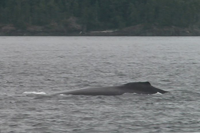 Humpback, Whale 16