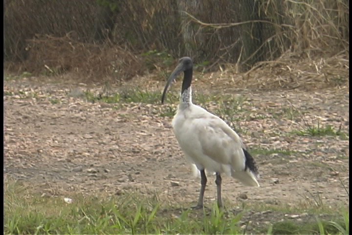 Ibis, Australian White 1